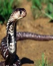 pic for Indian Cobra